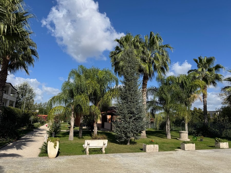 Giardino con palme e vialetto